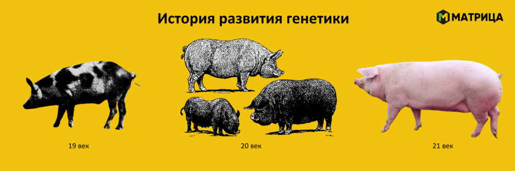 Селекция в животноводстве.png Селекция 1.png