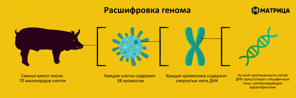 Селекция в животноводстве - геном.png Селекция 2.png